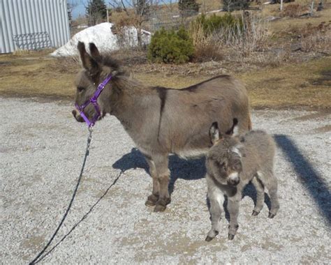 no other likestock sales allowed. . Donkeys for sale in iowa